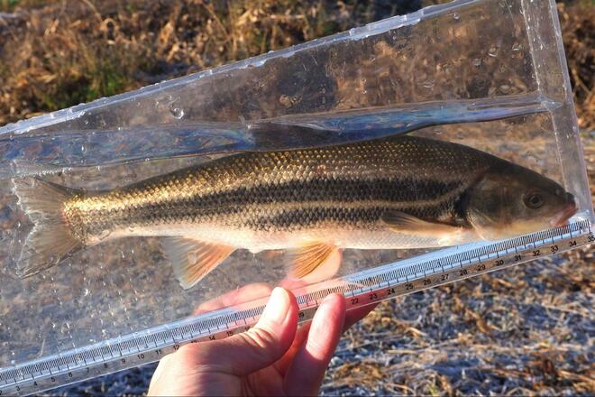 まさか「ウグイ」で感動するとは！  関東随一の清流「那珂川」で30cmオーバーの「寒バヤ釣り」！  ウマすぎる、常連の助言＆塩焼きの慈味の画像005
