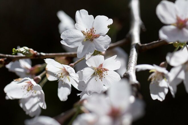 【こんな贅沢な山は他にない！】お花見ハイキングの名所「光城山」のお出かけ前に押さえるべきポイント解説の画像018