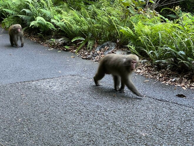 【世界自然遺産・屋久島】 屋久島をレンタカーで一周するドライブ旅「千尋の滝・大川の滝・ガジュマル・西部林道」を一日でめぐる！の画像016