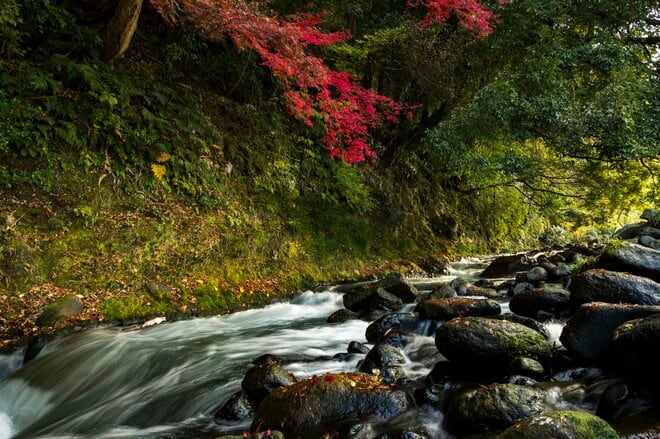 【渓流釣り】関東圏の冬季キャッチ＆リリース区間『箱根早川』でサイトフィッシング！  神奈川県小田原市｜2025年の画像009