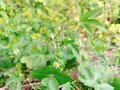 「近づくな！」秋の花粉症を引き起こす「3種のヤッカイ植物」調査レポートの画像002