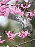 【花巡り】南関東最大級の「カタクリの群生地」で紫色のじゅうたんと早春の花を満喫！  “数万株に一つの貴重なシロバナカタクリも”【神奈川県 2025年】の画像012