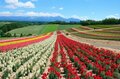 これぞ「THE北海道」！  美瑛町で訪れたい「目の前に広がる」2つの絶景スポットとオススメ「道の駅」の画像001