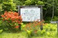 “梅雨どきにもオススメ”の THE 信州！ 八千穂高原の「日本一美しい白樺群生地」 レンゲツツジが見頃です！【2023年・長野県佐久穂町】の画像019