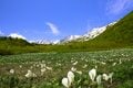「つがいけマウンテンリゾート」グリーンシーズン営業開始！  北アルプスの絶景と高層湿原が広がる「栂池自然園」へ【長野県小谷村】の画像001