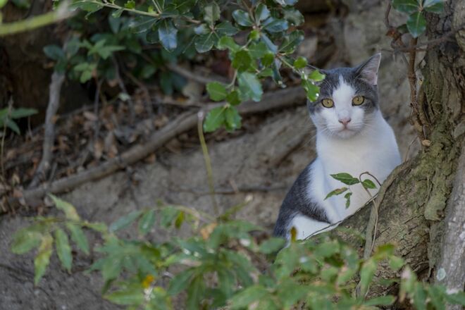 アート、ときどき島猫。直島・犬島・小豆島【「瀬戸内トリエンニャーレな旅（後編）」琉球島猫百景 vol.22〈特別編〉】の画像017