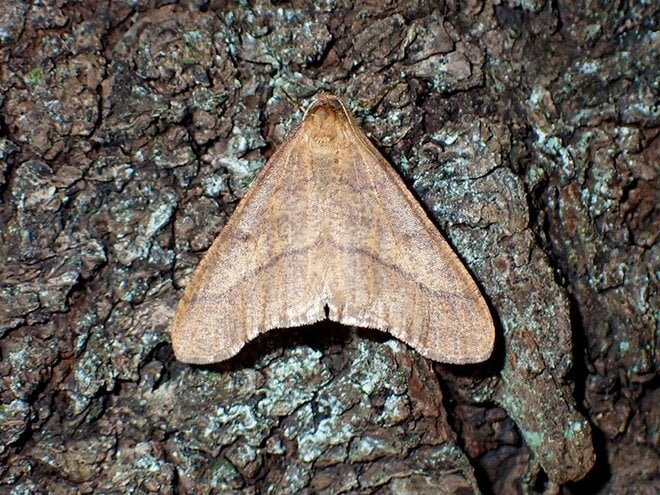 冬なのに蛾が飛んでいる？  姿も生態もユニークな「冬尺蛾」とは【あなたのすぐそばにいる「季節の虫」の探し方 vol.12】の画像002