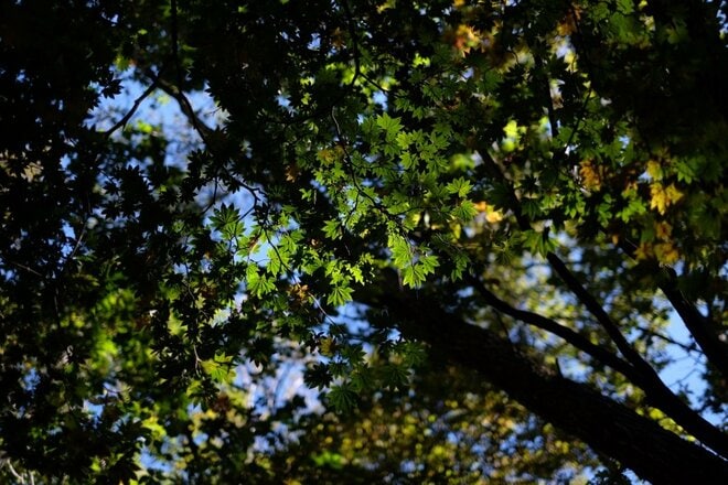 【首都圏近郊】1時間半で登頂できる山梨の隠れ名山「小楢山」紅葉の見頃はもうすぐ！の画像006