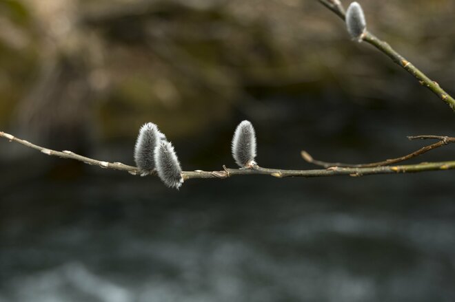【渓流釣り】シーズン初頭からライズを狙ってサイトフィッシング！ 「春の陽気に高活性のアマゴをドライフライで釣る」 天竜川支流｜2026年2月下旬の画像006