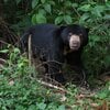 【クマ対策】クマ出没多発の不安に朗報！  YAMAPが登山中のクマ遭遇被害を防ぐ「クマ目撃アラート」を提供開始