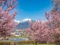 【ゴールデンウイーク・お花見】「春が来るたび綺麗になっていく」残雪輝く北アルプスを背景に農具川の芝桜が見頃！ 長野県大町市・2022年の画像001