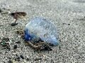 観光や行楽でも注意！「夏の釣り」で絶対にやってはいけない「NG行為」4選＆触れてはいけない「2つの生きもの」とは！？【解説と対策】の画像008