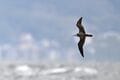 「略奪バトル・集団攻撃なんでもあり！？」  跳ねるイワシの大群に突っ込む海鳥！  レアでカオスな状況に遭遇した 【三浦半島】2024年の画像002