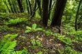 【渓流釣り】シーズン終盤！  秋の気配が漂いだした雨後の渓、堰堤の主を釣る  長野県・2025年の画像002