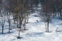 【山スキー】残雪に覆われたブナの森が芽吹きだす 「信越トレイルの名峰、鍋倉山の春を滑る」 長野県飯山市・関田山脈 2025年