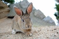 野生のウサギが500匹！  テントでも泊まれる「無人のウサギ島」広島・大久野島での「見たことのない光景」【画像】
