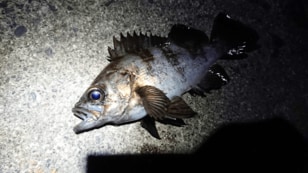 最安「3000円台」から！  メバル釣り「メバリング」のための「入門ロッド」おすすめ3選とは？