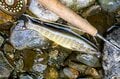 雨と呼応する渓流釣り！  反転流を狙ってフライフィッシング！ 「岩陰から飛び出した巨大な黒い影」 2024年 長野県白馬村の画像004