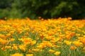 「天空のポピー」彩の国を彩る絶景はまさに楽園【埼玉県・東秩父村/皆野町/長瀞町】の画像015