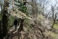 まだ間に合う「首都圏近郊のお花見登山ルート」GWにもおすすめな西丹沢・畦ヶ丸山の開花状況の画像003