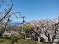 「桜と海」絶景の「瀬戸内コラボ」スポット多数！　香川県「お花見ハイキング」四国移住6年目ライター厳選「庭園・山頂・高台」3つの名所の画像006
