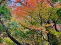 絶景「苔の森」の「紅葉カーペット」登山！  伊豆・天城山「万三郎岳＆万二郎岳」周回コース「秋の百名山」レポの画像003
