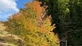 いよいよ秋の行楽シーズン到来！ 「紅葉スポット」で必ず役立つ「便利アイテム」7選！  これから来る「見ごろ」を楽しむためにの画像005