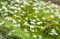 【日本百名山】日本のエーデルワイス！ 雲海の上で輝くハヤチネウスユキソウ「花づくし！ みちのくの名峰・早池峰山」岩手県／2022年の画像003