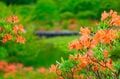 “百名山” 赤城山で自然に包まれてリフレッシュ！ 覚満淵の「レンゲツツジ」と赤城神社でパワーを充電するハイキング 【群馬県】2023年の画像002