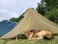 楽しいはずの「ペット同伴キャンプ」がまさか… 意外すぎる “犬の行動” 実体験キャンパーに学ぶ、アウトドアでのマナー＆トラブル対策の画像003