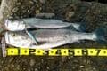 やってはいけない「釣り場のトラブル」3選！  ベテランこそ注意？  守るべき「仲間うちの穴場＆初歩的マナー」と身の安全とは！ 「実体験レポ」の画像001