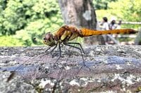 【自然観察はこれからの季節が本番】 生きもの観察にぴったりなアプリ教えます