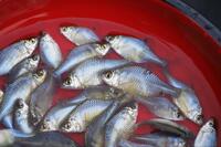 「これって、在来種？」十数年ぶり“再会”に胸アツ！ 霞ヶ浦での「寒タナゴ釣り」大正解のポイント変更からの、意外な「水中カメラ」が捉えた魚影とは！