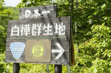 梅雨どきにもオススメ”の THE 信州！ 八千穂高原の「日本一美しい白樺