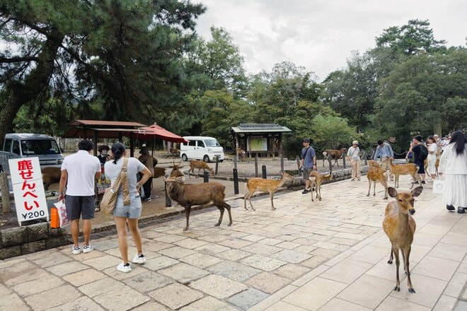 シカまたシカの寺町はミニベロ散策にぴったり！  クルマ＋ブロンプトンで行く古都・奈良の世界遺産【ゆる6輪の旅 vol.04 奈良「東大寺周辺」】の画像004