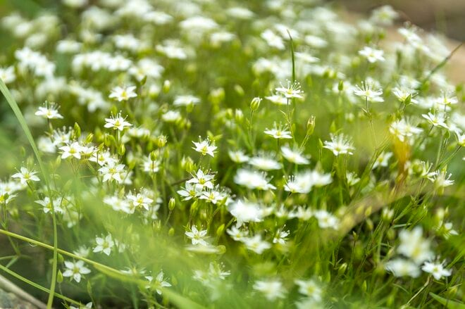 【日本百名山】日本のエーデルワイス！ 雲海の上で輝くハヤチネウスユキソウ「花づくし！ みちのくの名峰・早池峰山」岩手県／2022年の画像003