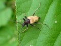 「アジサイには派手な姿のカミキリムシが集まる？」 梅雨時は森や山に咲くアジサイを要チェック【あなたのすぐそばにいる「季節の虫」の探し方 vol.7】の画像004