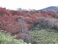 今週末の紅葉見るならどこ？ 名所＆人気スポットから最新情報をお届け「WEEKLY紅葉ニュース」【2023年10月第4週】の画像013