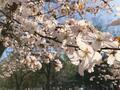 まだ間に合う！「これから春めく北海道」で2022年ゴールデンウィークでも「最後の桜」が楽しめる「おすすめスポット」3選の画像002