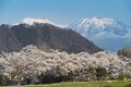 桜の開花ラッシュ直前！ 「心に残る“サクラ”写真を撮るために」“プロが教える ”違いが出る！撮影ひと工夫【2022年】の画像006