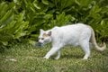 「さくらねこ」を知っていますか？　3月22日は「さくらねこの日」です【琉球島猫百景 vol.07】の画像007
