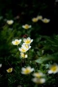 【ハイカー女子のお気に入り】夏山登山の悩みベスト3！ 「汗対策＆虫対策＆雨対策の山道具 」 2025年の画像008