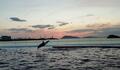 「瀬戸内海 × 夕日 × イルカ」のインスタ映えスポット！  2020年オープンの香川県「四国水族館」の圧倒的なビジュアル力の画像001