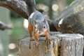 日本の山で見かける野生動物たち「あなたはどの動物にあったことがありますか？」 山の妖精オコジョから毒ヘビまでの画像002