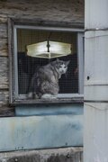 「うりずん」の季節に沖縄本島北部の中核都市・名護の市街地で出会ったシマネコたち【琉球島猫百景 vol.10  名護「屋根の上のニャ～ゴ」】の画像008
