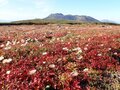 「紅葉の大雪山から十勝連峰の山々を一日で」トレランスタイルで駆け抜ける！ 北海道最長縦走路の全貌 【前編】の画像008