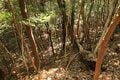 次々に現れる切岸に驚きの連続！  大勢力のはざまで揺れた小豪族の宿命　石見国・松山城〈前編〉（島根県江津市）【戦国の山城を攻める vol.03】の画像019