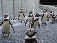 おっとり＆ヨチヨチでも… 実は活発「ペンギンのケンカ」 気性と“武器”とは！  長崎ペンギン水族館に聞きました【かわいいだけじゃない？ ペンギンの生態vol.3】