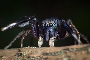 自然界に降臨した宇宙生物！？ 知られざるハエトリグモの世界へようこそ【身近な生物】