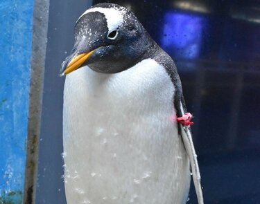 ペンギンの疑問「南半球だけにいる」「表面はツルツル？」 長崎